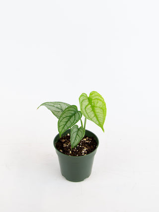 Monstera siltepecana 'El Salvador'