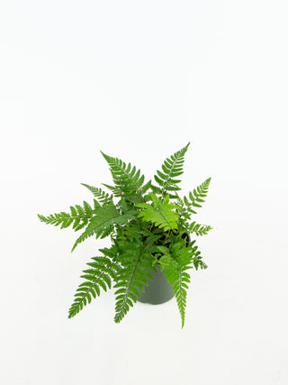 Polystichum tsussimense 'Korean Rock Fern'