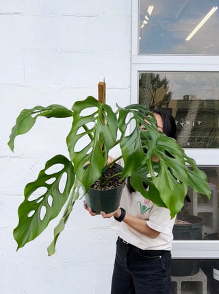 Monstera acacoyaguensis