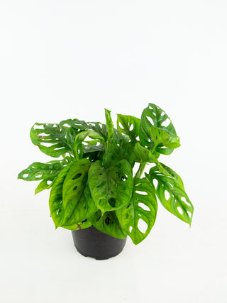 Monstera adansonii