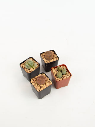 Lithop sp.