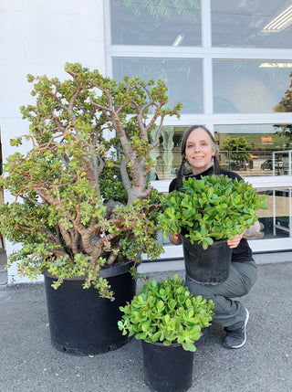 Crassula ovata