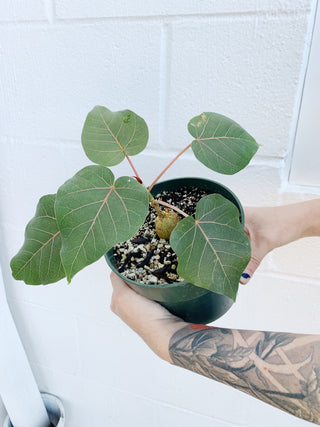 Ficus petiolaris