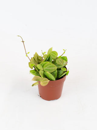 Dischidia ovata